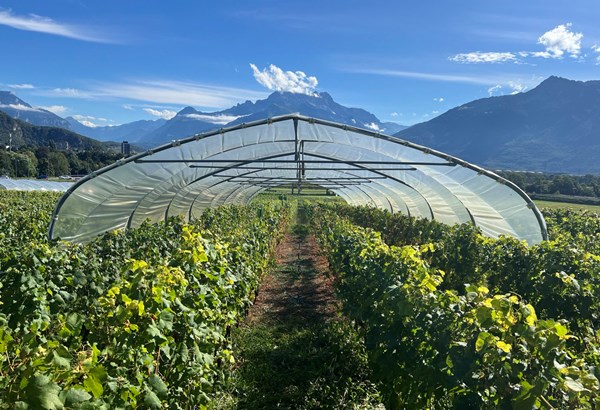 Décoder l’impact du stress hydrique pour préparer le vignoble du futur  Décoder l’impact du stress hydrique pour préparer le vignoble du futur